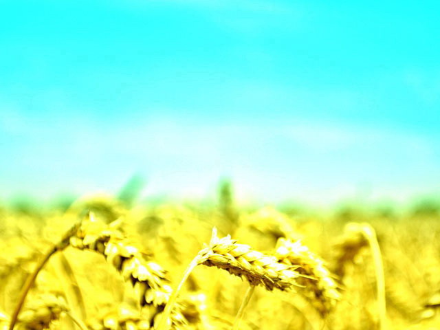 天空下的小麦PPT背景图片