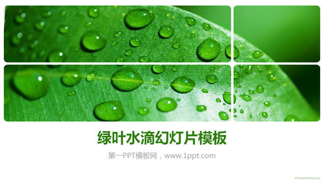 绿色清新的叶子水滴PowerPoint模板下载