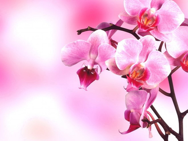 一组粉色烂漫的鲜花幻灯片背景图片下载
