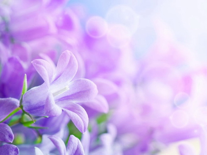 一组紫色鲜花幻灯片背景图片下载