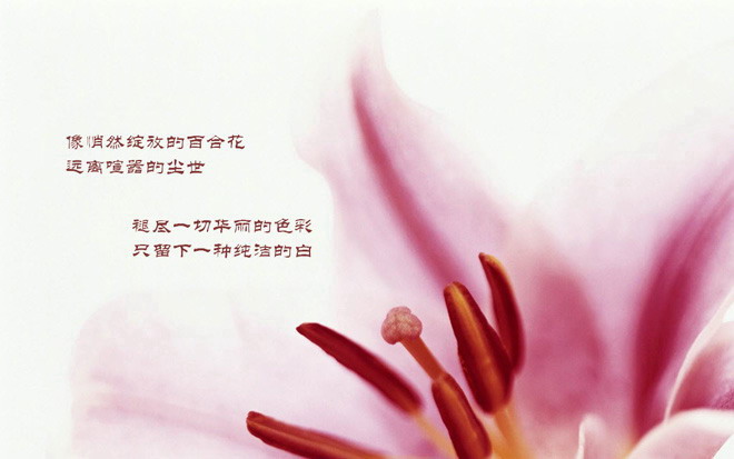 一组鲜花花卉幻灯片背景图片