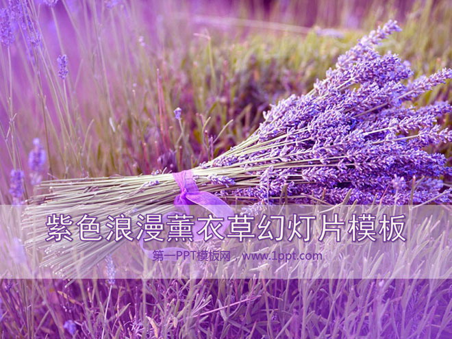 紫色浪漫薰衣草背景植物幻灯片模板下载