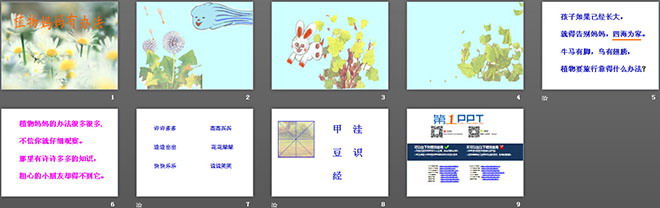 植物媽媽有辦法PPT教學(xué)課件下載2