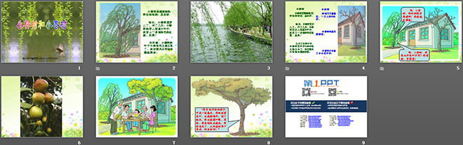 小柳樹和小棗樹PPT教學(xué)課件下載
