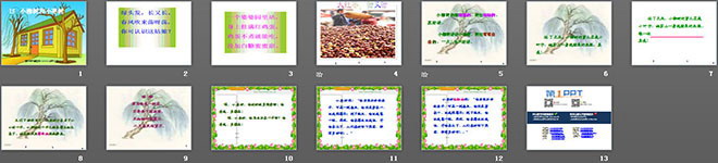 小柳樹和小棗樹PPT課件下載3