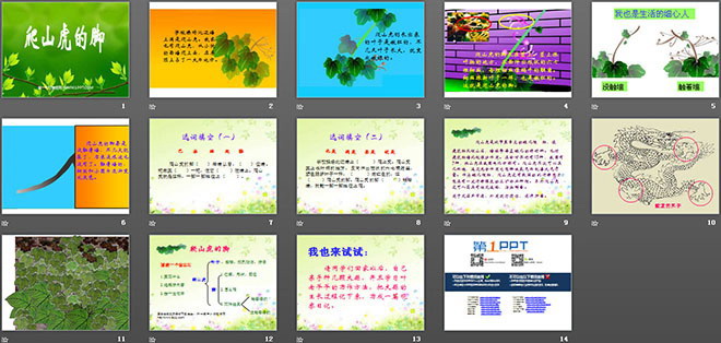 《爬山虎的腳》PPT教學(xué)課件下載2