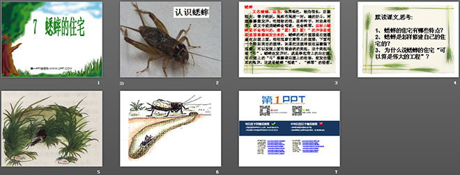 《蟋蟀的住宅》PPT教學(xué)課件下載