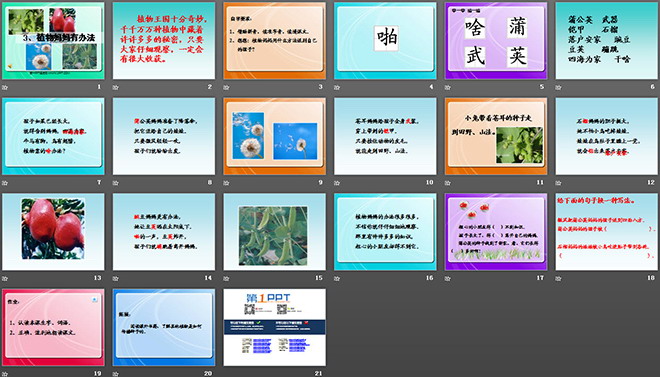 《植物媽媽有辦法》PPT教學(xué)課件下載3