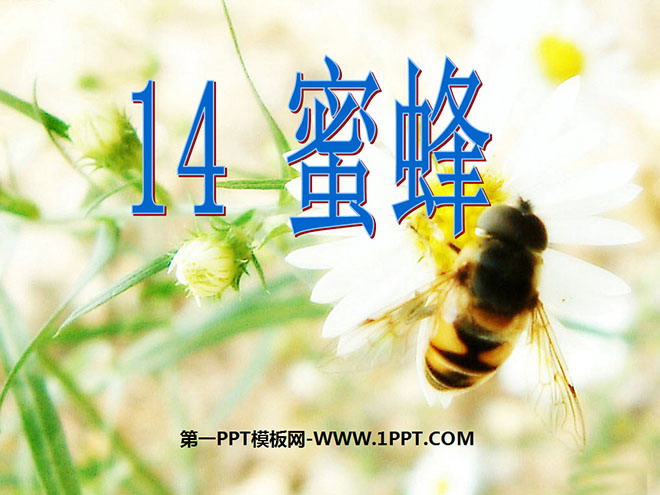 《蜜蜂》PPT教學(xué)課件下載3