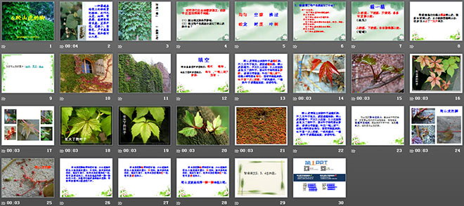 《爬山虎的腳》PPT教學(xué)課件下載5