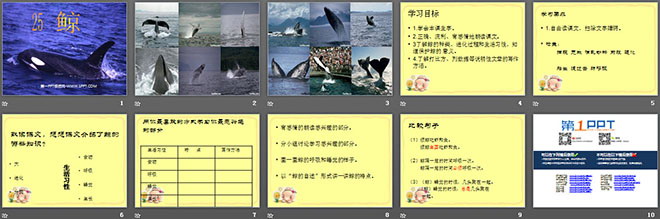 《鲸》PPT课件下载6