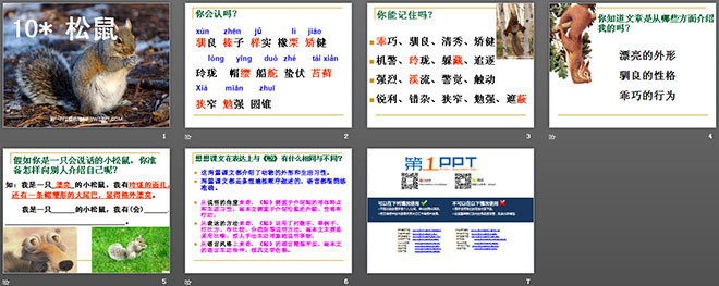 《松鼠》PPT課件下載6