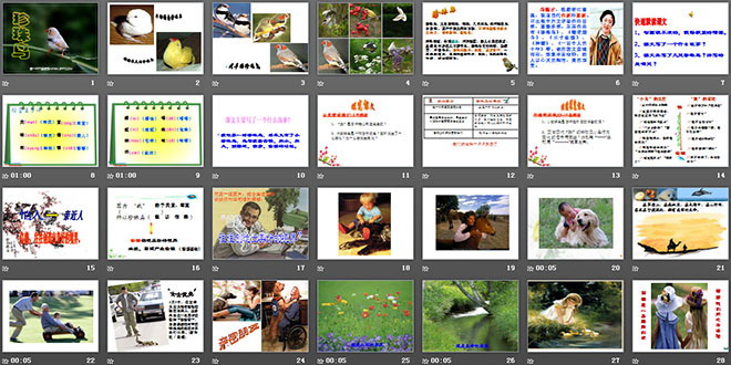 《珍珠鳥》PPT課件下載6