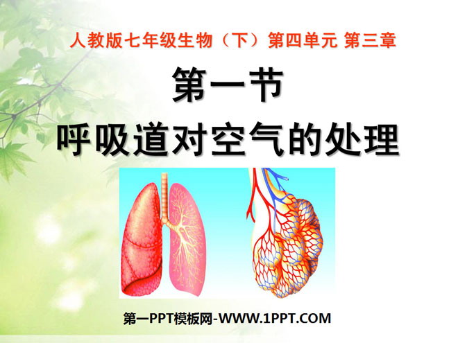 《呼吸道对空气的处理》人体的呼吸PPT课件