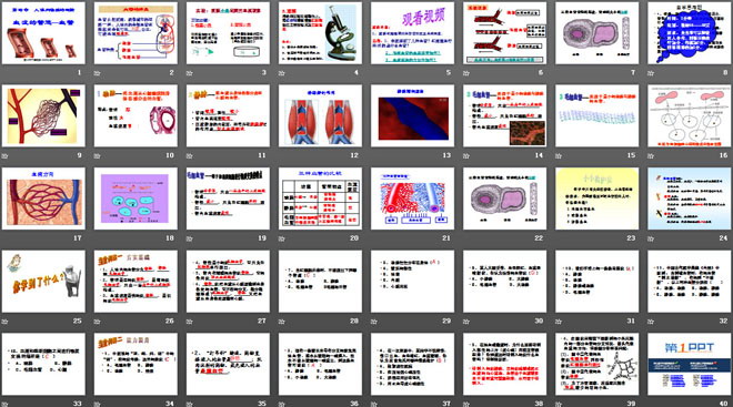 《血流的管道-血管》人體內(nèi)物質(zhì)的運(yùn)輸PPT課件