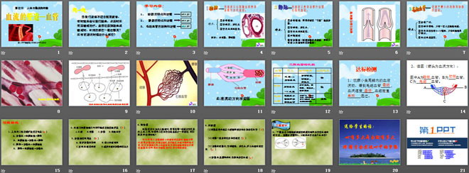 《血流的管道-血管》人體內(nèi)物質(zhì)的運(yùn)輸PPT課件2