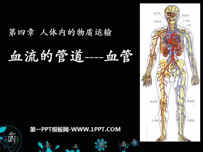 《血流的管道-血管》人體內(nèi)物質(zhì)的運(yùn)輸PPT課件5