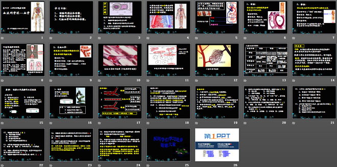 《血流的管道-血管》人體內(nèi)物質(zhì)的運(yùn)輸PPT課件5