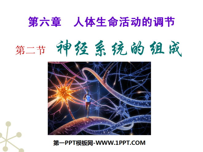 《神经系统的组成》人体生命活动的调节PPT课件