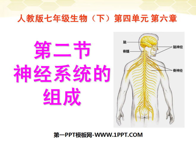 《神经系统的组成》人体生命活动的调节PPT课件2