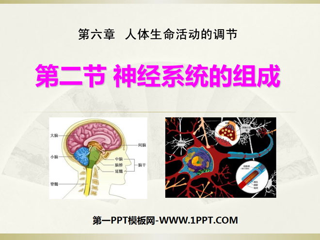 《神经系统的组成》人体生命活动的调节PPT课件4