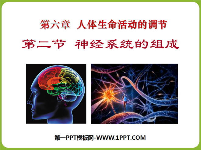 《神经系统的组成》人体生命活动的调节PPT课件5