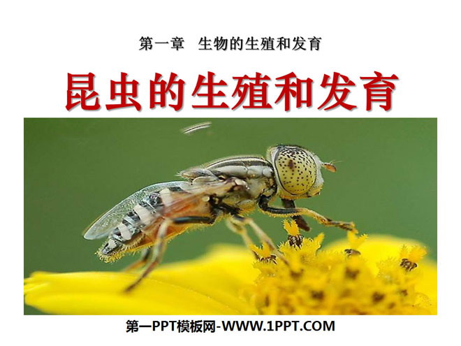 《昆虫的生殖和发育》生物的生殖和发育PPT课件2
