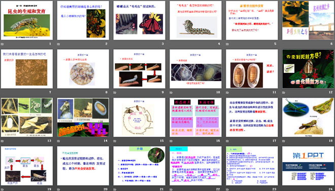 《昆蟲的生殖和發(fā)育》生物的生殖和發(fā)育PPT課件2