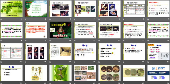 《昆蟲的生殖和發(fā)育》生物的生殖和發(fā)育PPT課件4