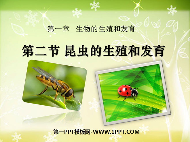 《昆虫的生殖和发育》生物的生殖和发育PPT课件5