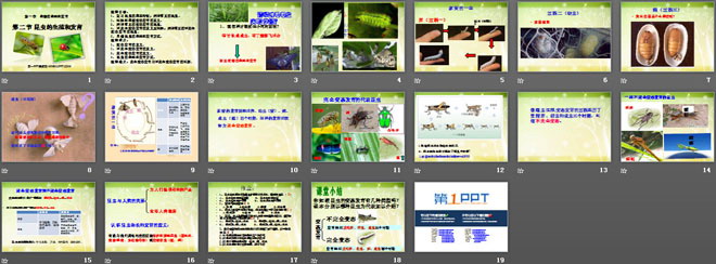 《昆蟲的生殖和發(fā)育》生物的生殖和發(fā)育PPT課件5