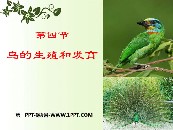 《鸟的生殖和发育》生物的生殖和发育PPT课件