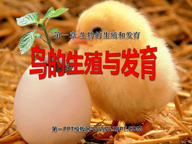 《鸟的生殖和发育》生物的生殖和发育PPT课件2