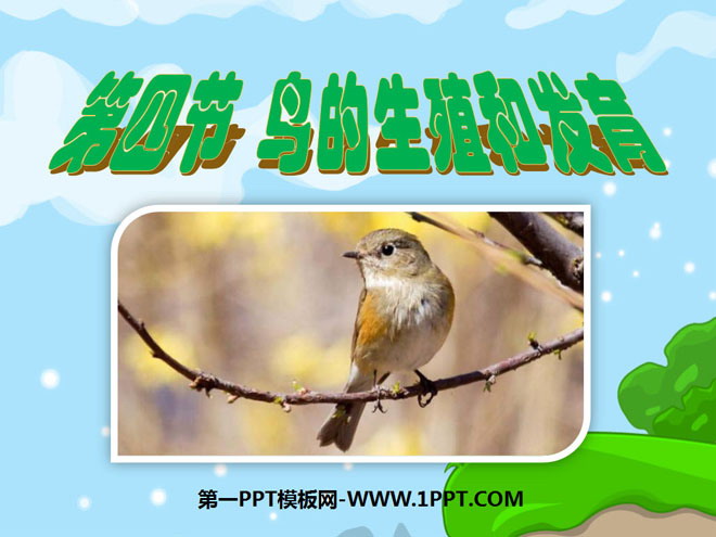 《鸟的生殖和发育》生物的生殖和发育PPT课件3