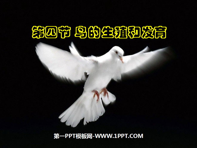 《鸟的生殖和发育》生物的生殖和发育PPT课件4