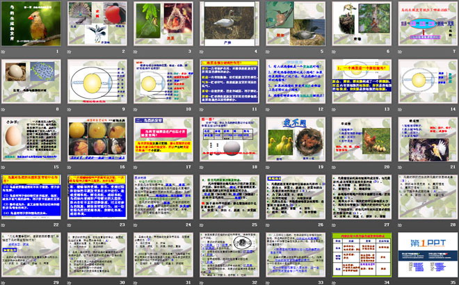 《鳥的生殖和發(fā)育》生物的生殖和發(fā)育PPT課件6