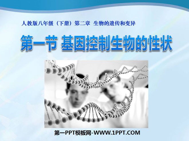 《基因控制生物的性状》生物的遗传和变异PPT课件5