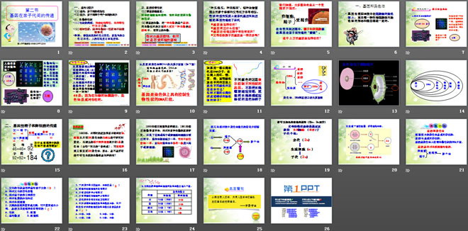 《基因在親子代間的傳遞》生物的遺傳和變異PPT課件3