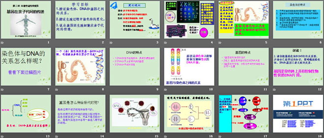 《基因在親子代間的傳遞》生物的遺傳和變異PPT課件4