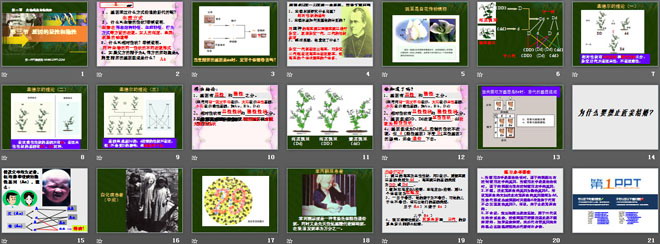 《基因的顯性和隱性》生物的遺傳和變異PPT課件