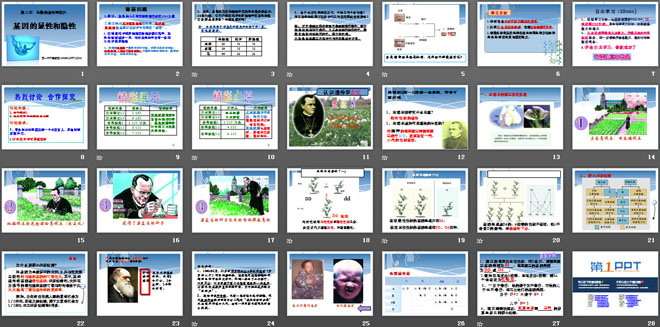 《基因的顯性和隱性》生物的遺傳和變異PPT課件3