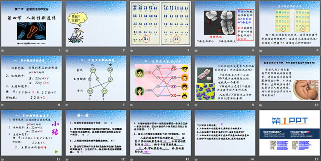 《人的性別遺傳》生物的遺傳和變異PPT課件