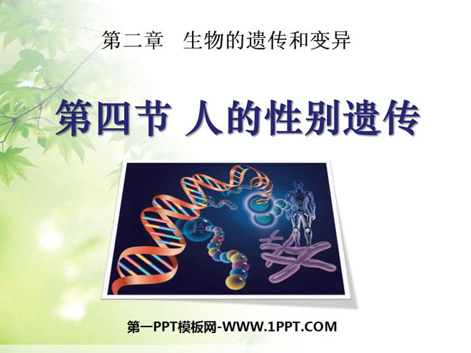 《人的性别遗传》生物的遗传和变异PPT课件2