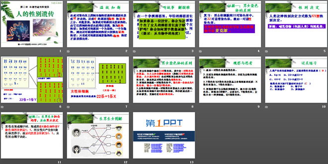 《人的性別遺傳》生物的遺傳和變異PPT課件4