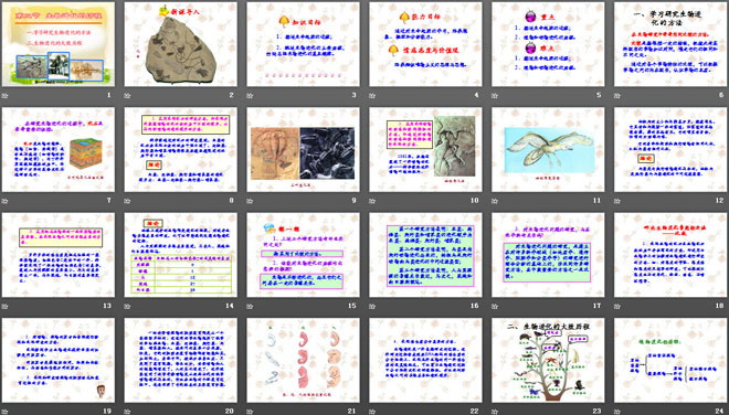 《生物進(jìn)化的歷程》生物的進(jìn)化PPT課件2