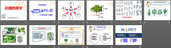 《校園的樹木》植物PPT課件4