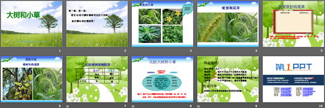 《大樹和小草》植物PPT課件