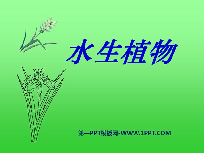 《水生植物》植物PPT课件4