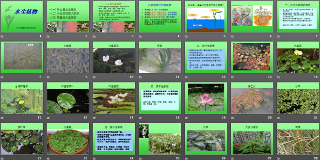 《水生植物》植物PPT課件4