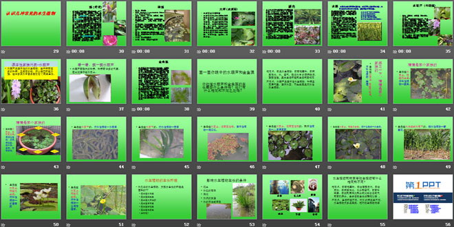 《水生植物》植物PPT課件4